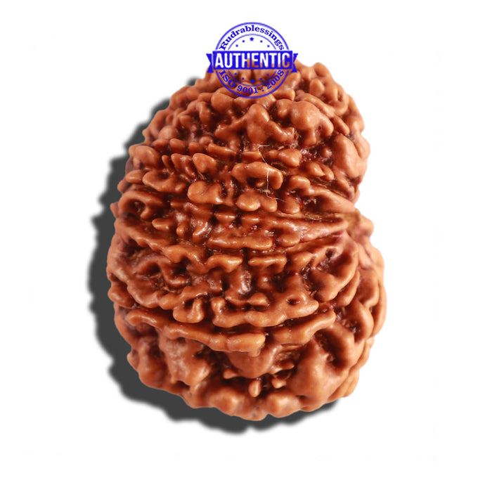 12 Mukhi Nepalese Rudraksha - Bead No 220