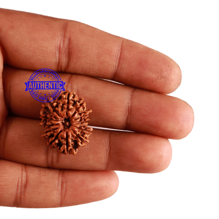 12 Mukhi Nepalese Rudraksha - Bead No 221