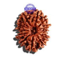 Load image into Gallery viewer, 12 Mukhi Nepalese Rudraksha - Bead No 221

