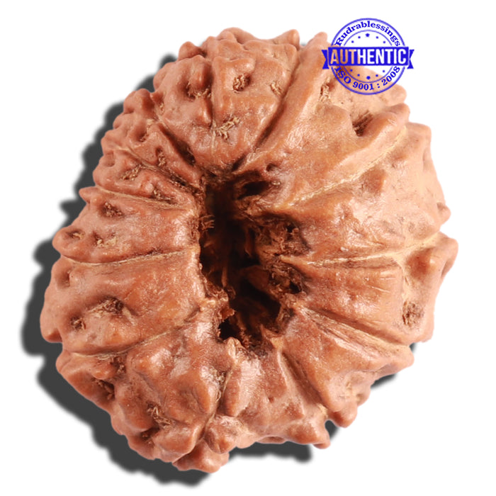 12 Mukhi Indonesian Rudraksha - Bead No. 221