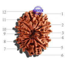 Load image into Gallery viewer, 12 Mukhi Nepalese Rudraksha - Bead No 221
