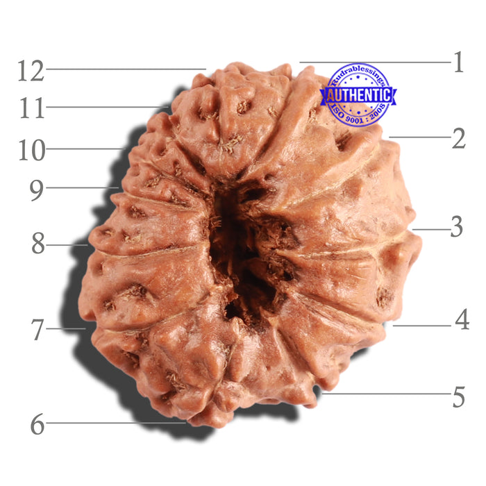 12 Mukhi Indonesian Rudraksha - Bead No. 221