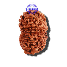 Load image into Gallery viewer, 12 Mukhi Nepalese Rudraksha - Bead No 221
