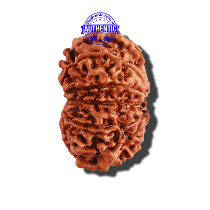 12 Mukhi Nepalese Rudraksha - Bead No 221