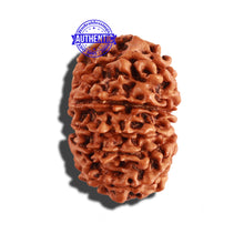 Load image into Gallery viewer, 12 Mukhi Nepalese Rudraksha - Bead No 221
