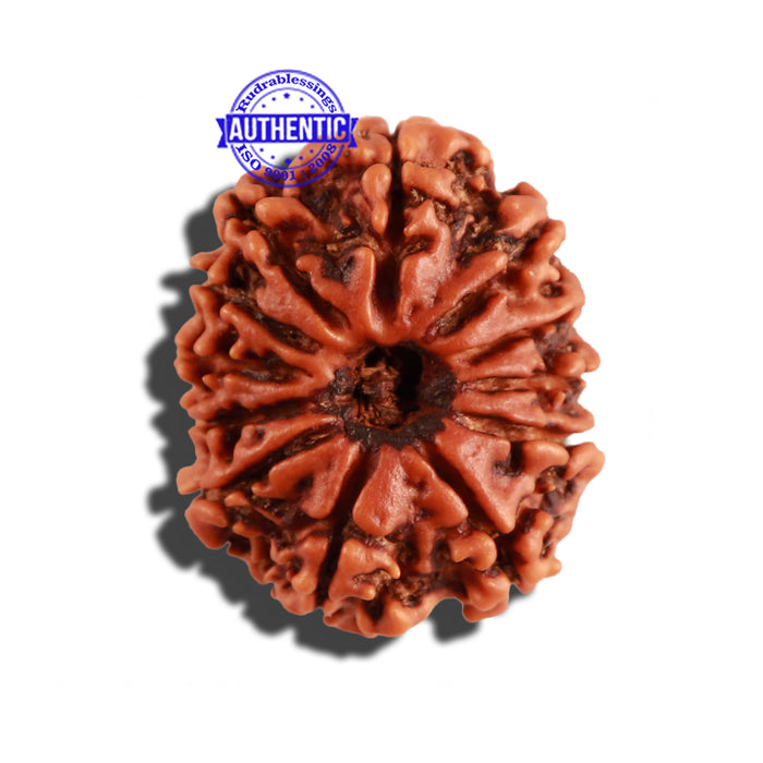 12 Mukhi Nepalese Rudraksha - Bead No 222