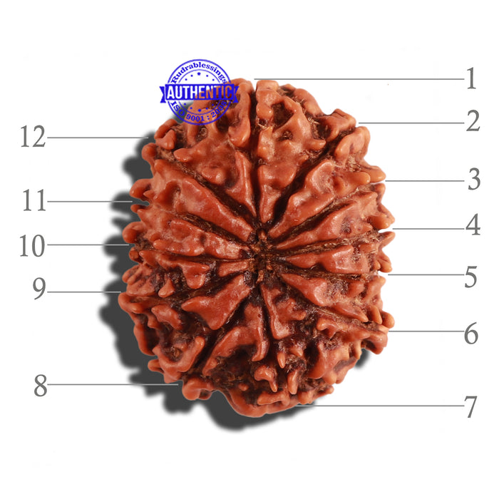 12 Mukhi Nepalese Rudraksha - Bead No 222