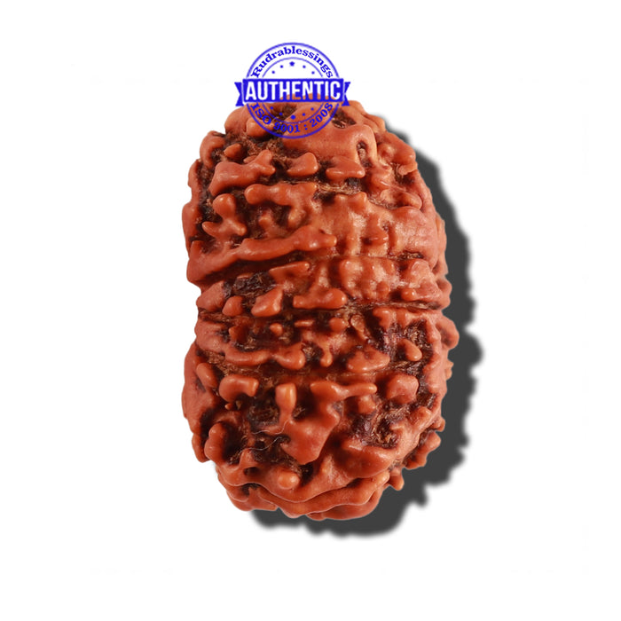 12 Mukhi Nepalese Rudraksha - Bead No 222