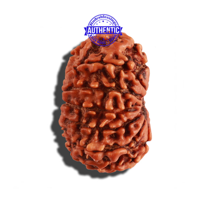 12 Mukhi Nepalese Rudraksha - Bead No 222