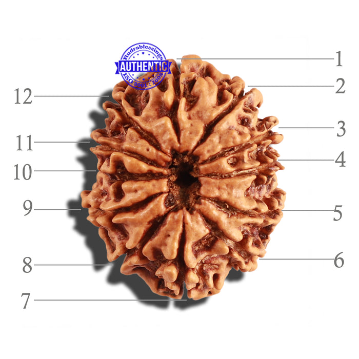 12 Mukhi Nepalese Rudraksha - Bead No 223