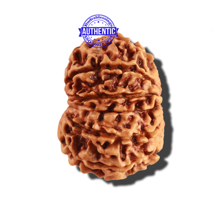 12 Mukhi Nepalese Rudraksha - Bead No 223