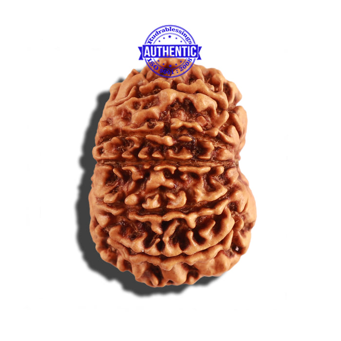 12 Mukhi Nepalese Rudraksha - Bead No 223