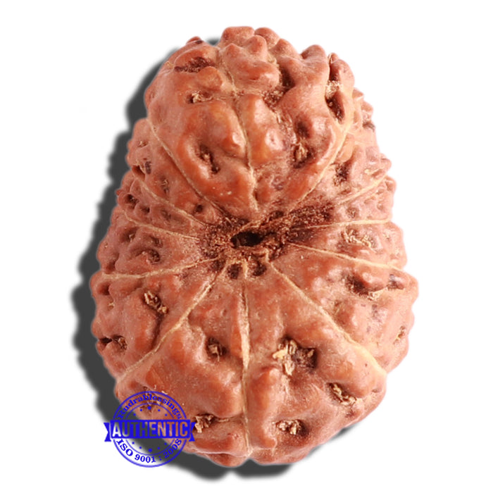 12 Mukhi Indonesian Rudraksha - Bead No. 224