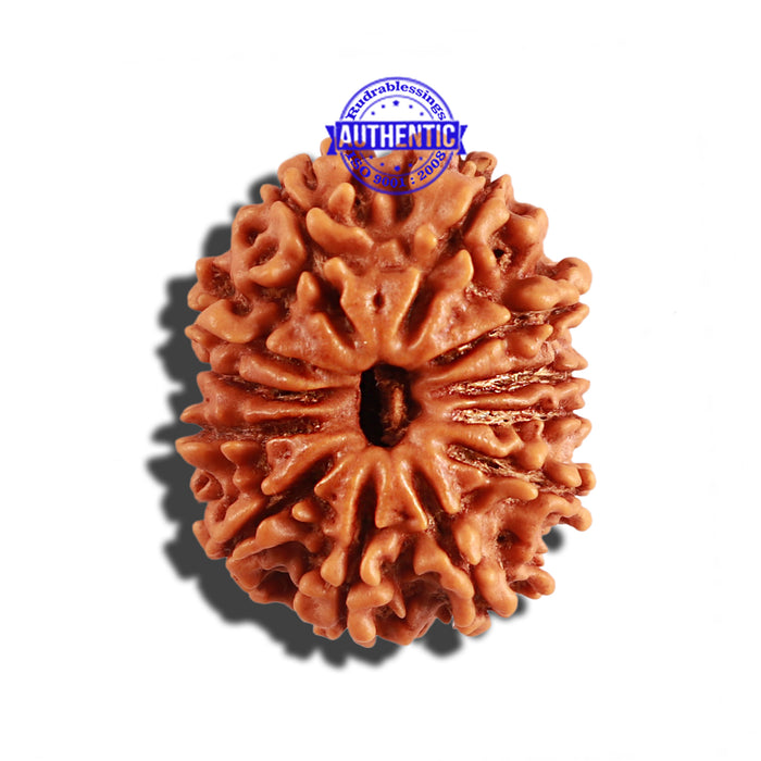 12 Mukhi Nepalese Rudraksha - Bead No 224