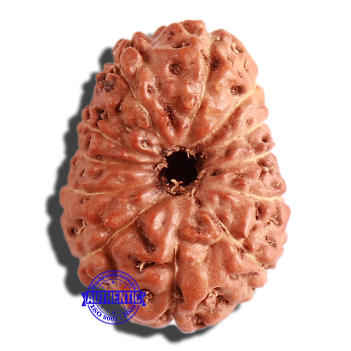 12 Mukhi Indonesian Rudraksha - Bead No. 224