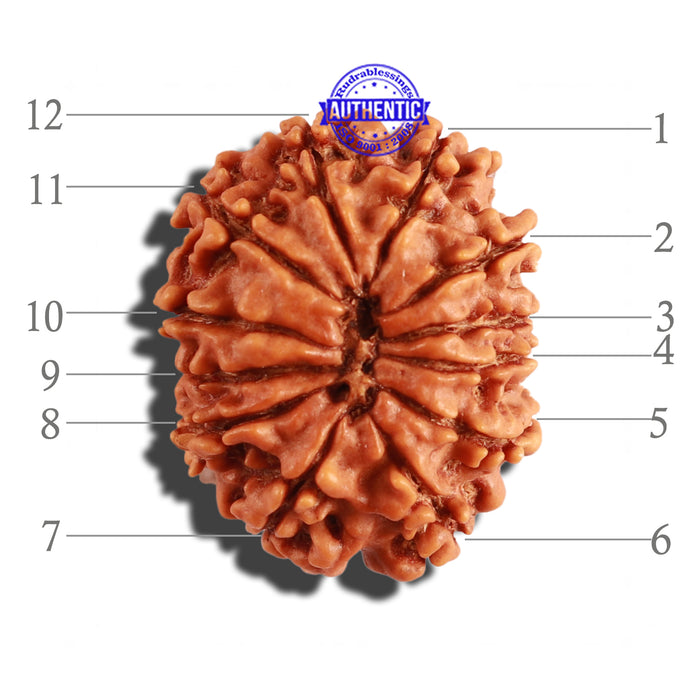 12 Mukhi Nepalese Rudraksha - Bead No 224