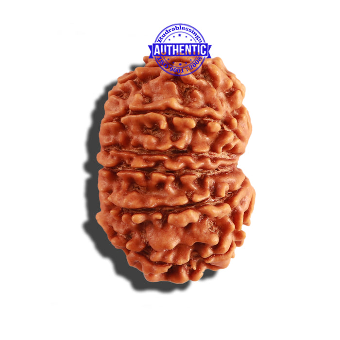 12 Mukhi Nepalese Rudraksha - Bead No 224