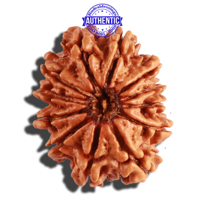 12 Mukhi Nepalese Rudraksha - Bead No 225