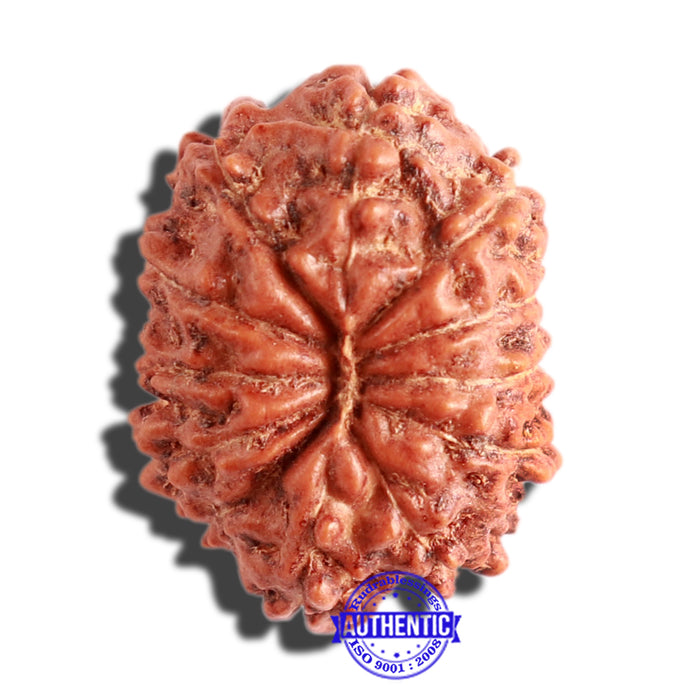 12 Mukhi Indonesian Rudraksha - Bead No. 225