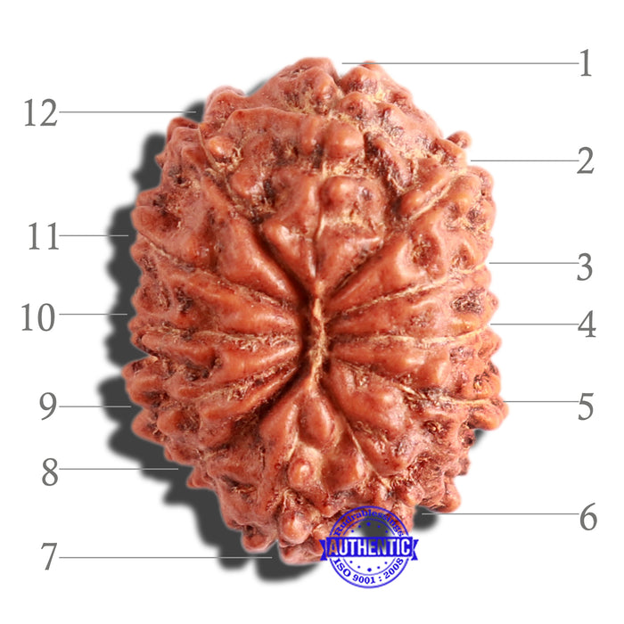 12 Mukhi Indonesian Rudraksha - Bead No. 225