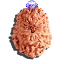 Load image into Gallery viewer, 12 Mukhi Indonesian Rudraksha - Bead No. 226
