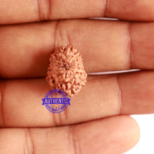 Load image into Gallery viewer, 12 Mukhi Indonesian Rudraksha - Bead No. 226
