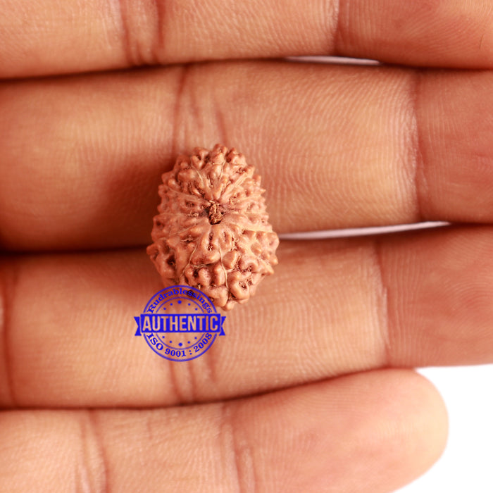 12 Mukhi Indonesian Rudraksha - Bead No. 226