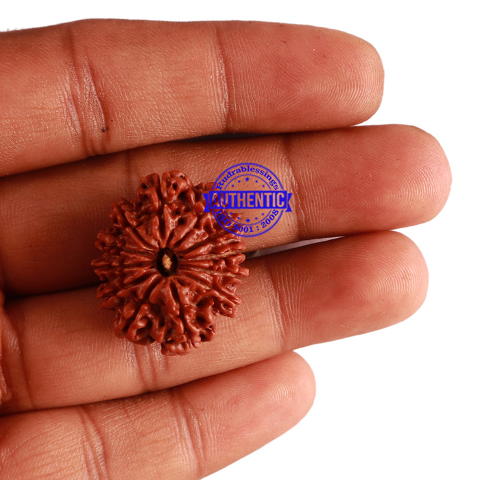 12 Mukhi Nepalese Rudraksha - Bead No 226