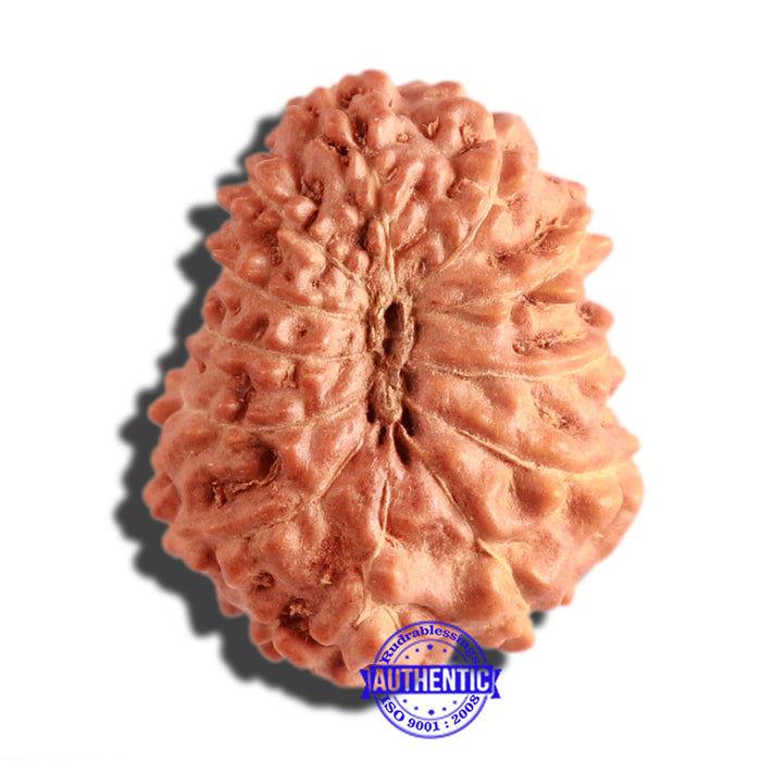 12 Mukhi Indonesian Rudraksha - Bead No. 226
