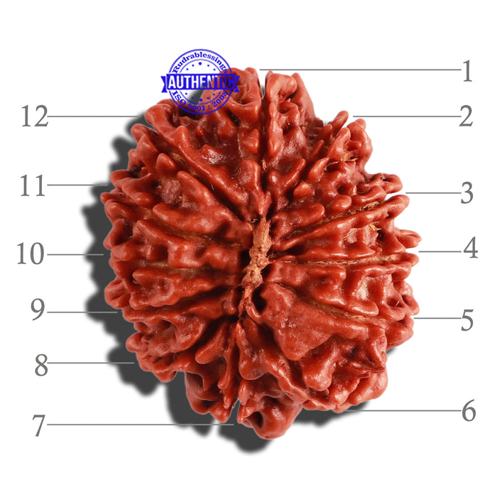 12 Mukhi Nepalese Rudraksha - Bead No 226