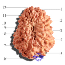 Load image into Gallery viewer, 12 Mukhi Indonesian Rudraksha - Bead No. 226
