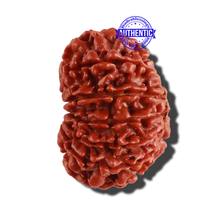 12 Mukhi Nepalese Rudraksha - Bead No 226