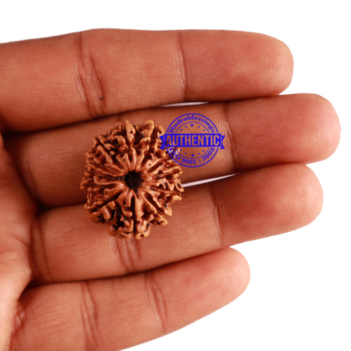 12 Mukhi Nepalese Rudraksha - Bead No 227