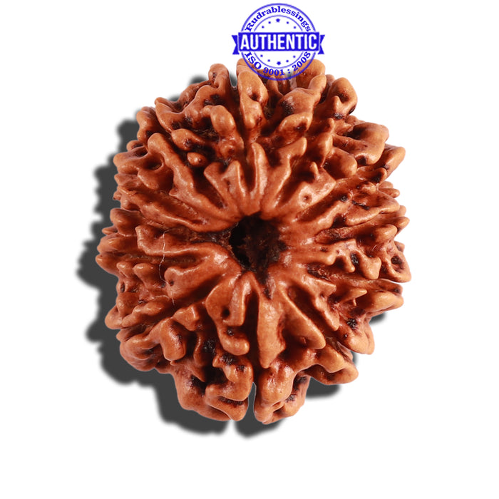 12 Mukhi Nepalese Rudraksha - Bead No 227