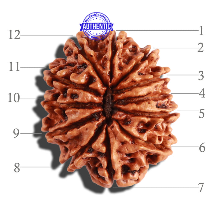 12 Mukhi Nepalese Rudraksha - Bead No 227
