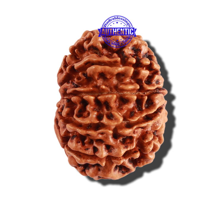 12 Mukhi Nepalese Rudraksha - Bead No 227