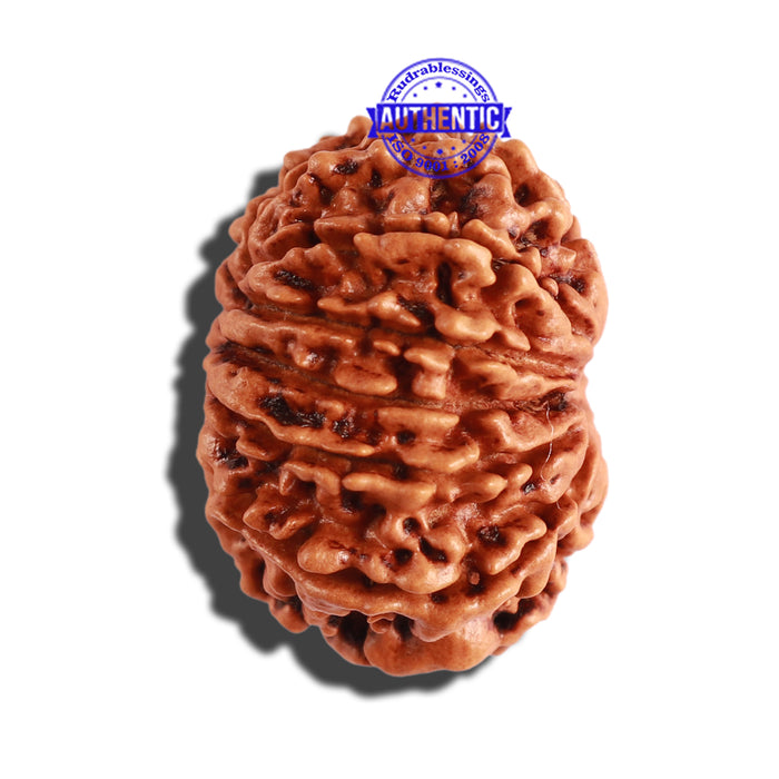 12 Mukhi Nepalese Rudraksha - Bead No 227