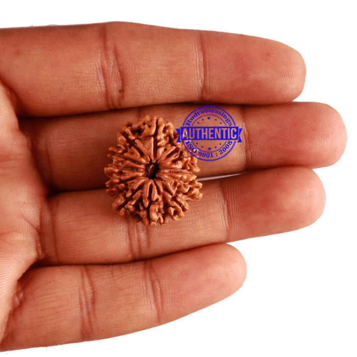 12 Mukhi Nepalese Rudraksha - Bead No 228
