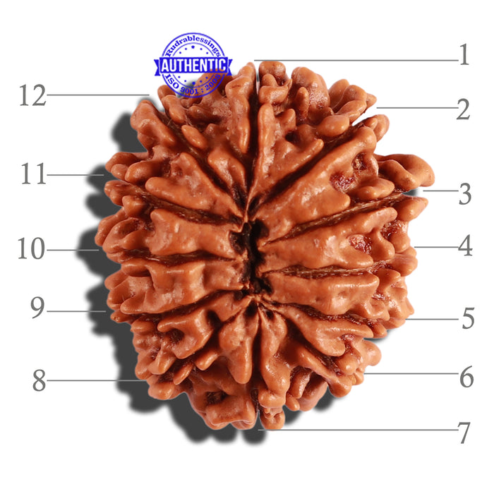12 Mukhi Nepalese Rudraksha - Bead No 228