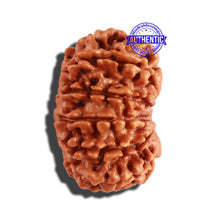 Load image into Gallery viewer, 12 Mukhi Nepalese Rudraksha - Bead No 228
