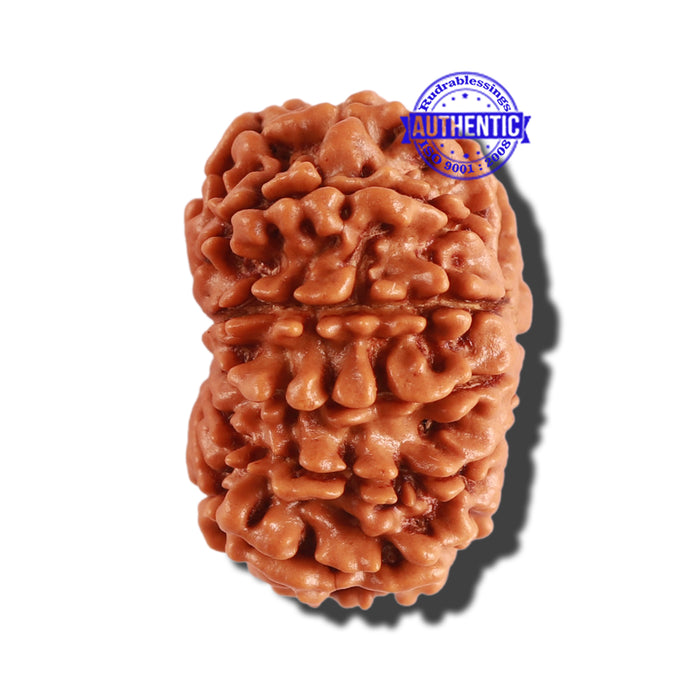 12 Mukhi Nepalese Rudraksha - Bead No 228