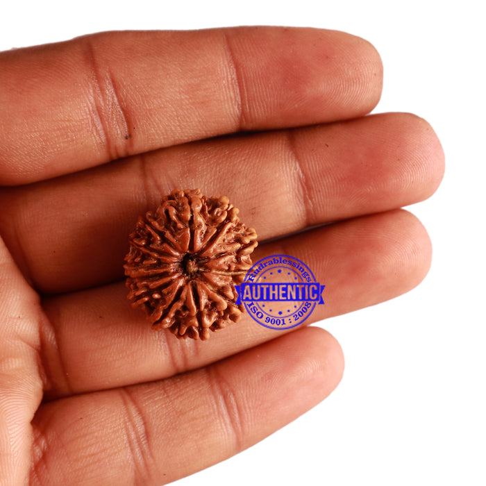 12 Mukhi Nepalese Rudraksha - Bead No 229