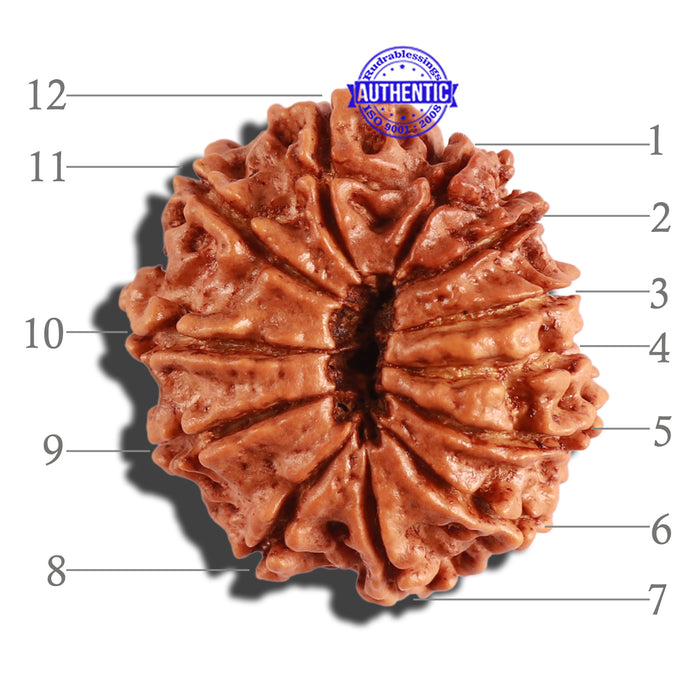 12 Mukhi Nepalese Rudraksha - Bead No 229