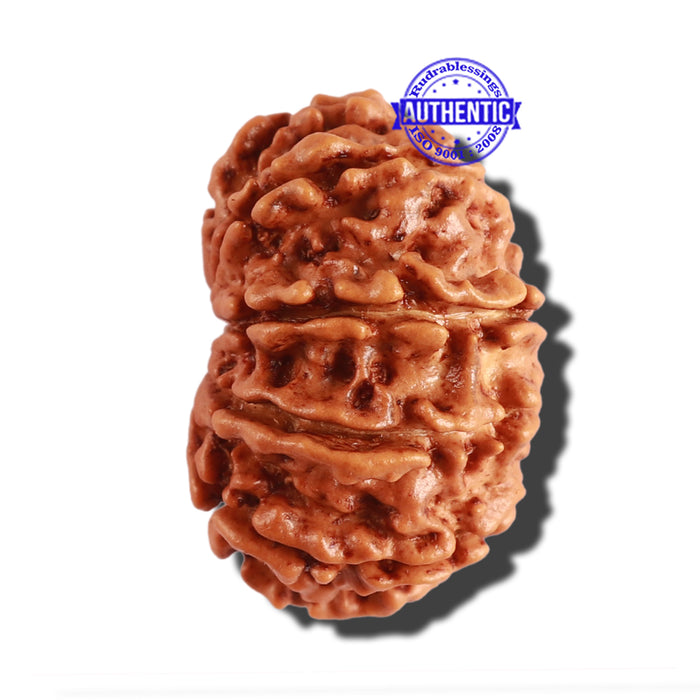 12 Mukhi Nepalese Rudraksha - Bead No 229