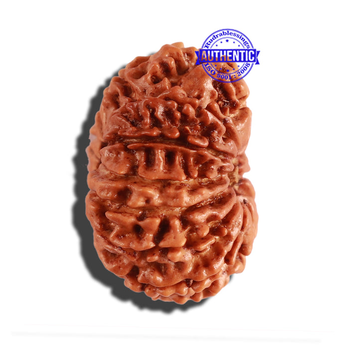 12 Mukhi Nepalese Rudraksha - Bead No 229