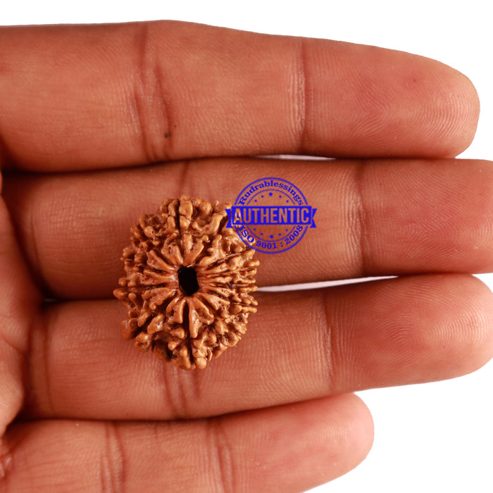 12 Mukhi Nepalese Rudraksha - Bead No 230