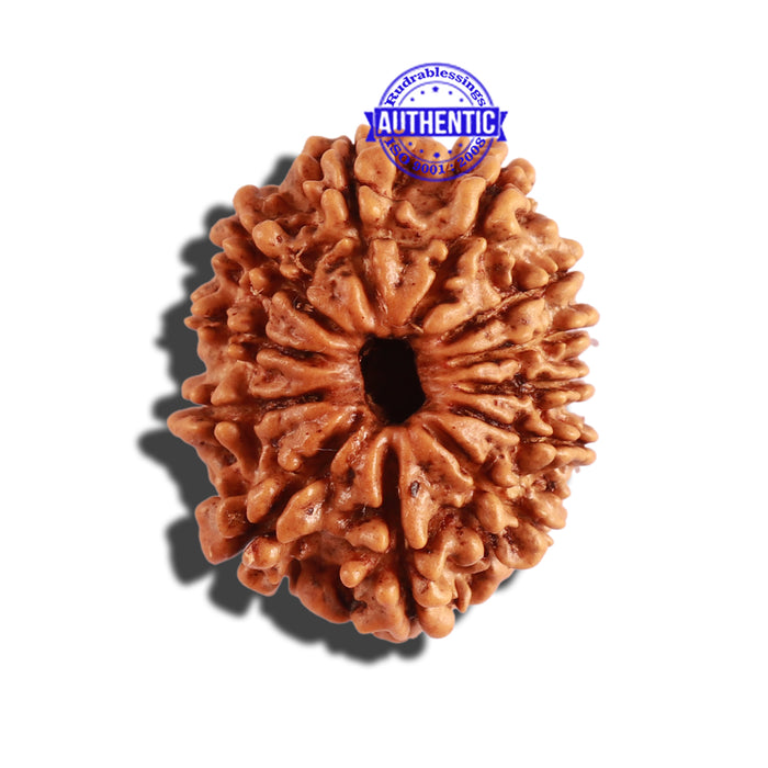 12 Mukhi Nepalese Rudraksha - Bead No 230