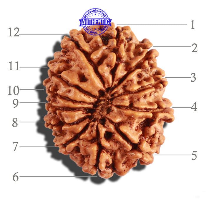 12 Mukhi Nepalese Rudraksha - Bead No 230