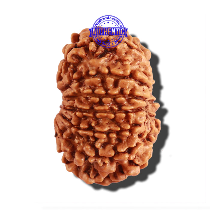 12 Mukhi Nepalese Rudraksha - Bead No 230