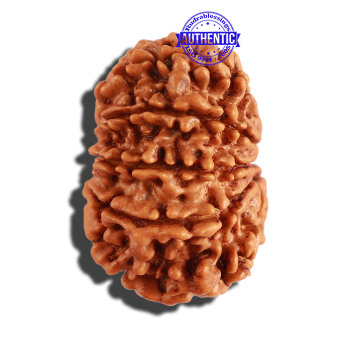 12 Mukhi Nepalese Rudraksha - Bead No 230